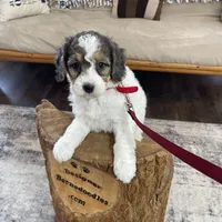 Urias F1b Tiny, a male Miniature Bernedoodle for sale in Arthur, IL – Photo 3 of 6