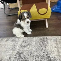 Urias F1b Tiny, a male Miniature Bernedoodle for sale in Arthur, IL – Photo 4 of 6