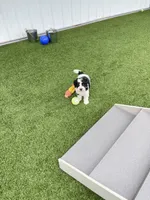 Dalton Tiny, a female Miniature Bernedoodle for sale in Arthur, IL – 3 of 7