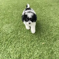 Iris F1b tiny , a female Miniature Bernedoodle for sale in Arthur, IL – Photo 4 of 6