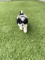 Iris F1b tiny , a female Miniature Bernedoodle for sale in Arthur, IL – Photo 4 of 6