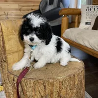 Iris F1b tiny , a female Miniature Bernedoodle for sale in Arthur, IL – Photo 5 of 6