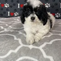 Iris F1b tiny , a female Miniature Bernedoodle for sale in Arthur, IL – Photo 2 of 6