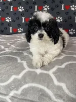 Iris F1b tiny , a female Miniature Bernedoodle for sale in Arthur, IL – Photo 2 of 6