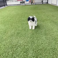 Iris F1b tiny , a female Miniature Bernedoodle for sale in Arthur, IL – Photo 6 of 6