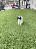 Iris F1b tiny , a female Miniature Bernedoodle for sale in Arthur, IL – Photo 6 of 6