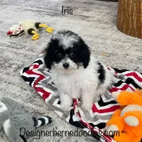 Iris F1b tiny , a female Miniature Bernedoodle for sale in Arthur, IL – Photo 1 of 6