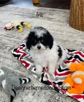 Iris F1b tiny , a female Miniature Bernedoodle for sale in Arthur, IL – Photo 1 of 6