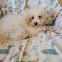 Murphy, a male Poodle - Toy  for sale in Davison, MI – Photo 2 of 7