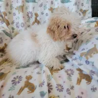 Murphy, a male Poodle - Toy  for sale in Davison, MI – Photo 7 of 7
