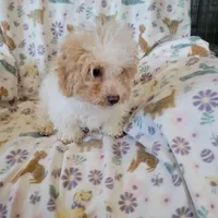 Murphy, a male Poodle - Toy  for sale in Davison, MI – Photo 5 of 7