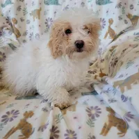 Murphy, a male Poodle - Toy  for sale in Davison, MI – Photo 6 of 7