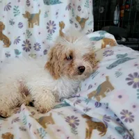Murphy, a male Poodle - Toy  for sale in Davison, MI – Photo 1 of 7