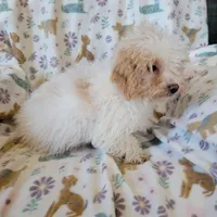 Murphy, a male Poodle - Toy  for sale in Davison, MI – Photo 4 of 7