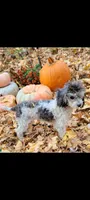Mia, a female Poodle - Toy  for sale in Davison, MI – Photo 6 of 10