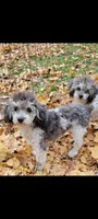 Mia, a female Poodle - Toy  for sale in Davison, MI – Photo 1 of 10