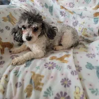 Mia, a female Poodle - Toy  for sale in Davison, MI – Photo 10 of 10