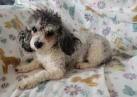 Mia, a female Poodle - Toy  for sale in Davison, MI – Photo 8 of 10