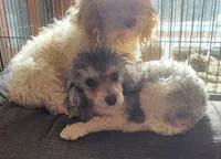 Mia, a female Poodle - Toy  for sale in Davison, MI – Photo 5 of 10