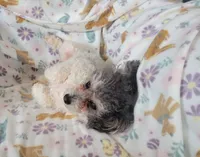 Mia, a female Poodle - Toy  for sale in Davison, MI – Photo 2 of 10