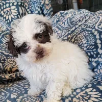 Ruby, a female Poodle - Toy  for sale in Davison, MI – Photo 1 of 8