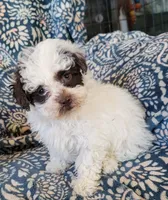 Ruby, a female Poodle - Toy  for sale in Davison, MI – Photo 1 of 8