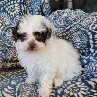 Ruby, a female Poodle - Toy  for sale in Davison, MI – Photo 2 of 8
