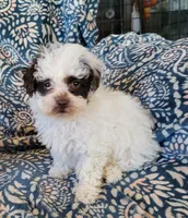 Ruby, a female Poodle - Toy  for sale in Davison, MI – Photo 2 of 8