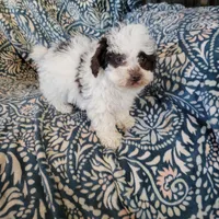 Ruby, a female Poodle - Toy  for sale in Davison, MI – Photo 4 of 8