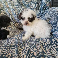 Ruby, a female Poodle - Toy  for sale in Davison, MI – Photo 7 of 8