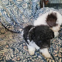 Ruby, a female Poodle - Toy  for sale in Davison, MI – Photo 5 of 8