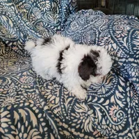 Ruby, a female Poodle - Toy  for sale in Davison, MI – Photo 8 of 8