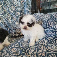 Ruby, a female Poodle - Toy  for sale in Davison, MI – Photo 6 of 8