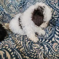 Ruby, a female Poodle - Toy  for sale in Davison, MI – Photo 3 of 8