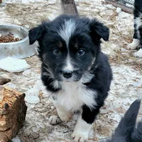 Female Pup, a female Australian Shepherd and Border Collie for sale in Miller, SD – Photo 1 of 2