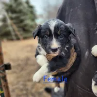 Female Pup, a female Australian Shepherd and Border Collie for sale in Miller, SD – Photo 2 of 2