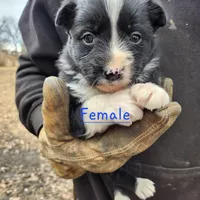 Female Pup, a female Australian Shepherd and Border Collie for sale in Miller, SD – Photo 4 of 4