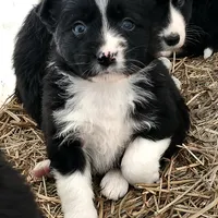 Female Pup, a female Australian Shepherd and Border Collie for sale in Miller, SD – Photo 2 of 4