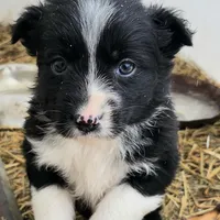 Female Pup, a female Australian Shepherd and Border Collie for sale in Miller, SD – Photo 3 of 4