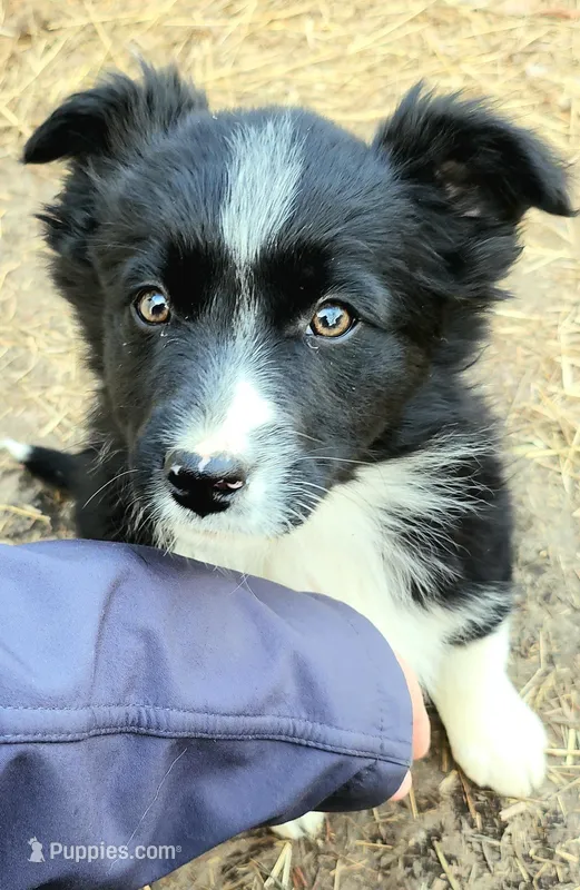 Female Pup – Australian Shepherd, Border Collie puppy for sale in Miller, SD