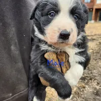 Male Pup, a male Australian Shepherd and Border Collie for sale in Miller, SD – Photo 3 of 4