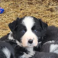 Male Pup, a male Australian Shepherd and Border Collie for sale in Miller, SD – Photo 2 of 4