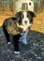 Male Pup, a male Australian Shepherd and Border Collie for sale in Miller, SD – Photo 1 of 4