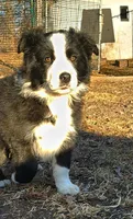 Male Pup, a male Australian Shepherd and Border Collie for sale in Miller, SD – Photo 4 of 4