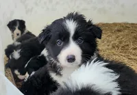 processed/6073f955-c74c-4075-a255-bcdbe921cd49/listing/c18188d7-52bf-4af7-a15a-7e22eb1c4dbb/df1494f3-bacb-4288-bcc1-bcb5c49a5ed3