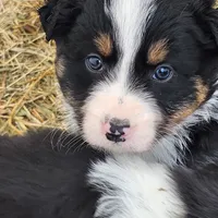 Male Pup, a male Australian Shepherd and Border Collie for sale in Miller, SD – Photo 2 of 3