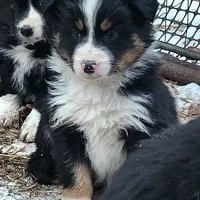 Male Pup, a male Australian Shepherd and Border Collie for sale in Miller, SD – Photo 1 of 3