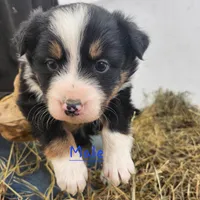 Male Pup, a male Australian Shepherd and Border Collie for sale in Miller, SD – Photo 3 of 3