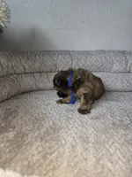 Chulo, a male Shih Tzu for sale in Hialeah, FL – 6 of 9
