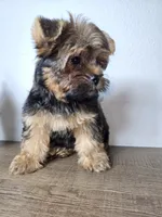 Brownie., a male Yorkshire Terrier for sale in Hialeah, FL – 8 of 10